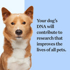 Wisdom Panel zur Feststellung von Hunderassen DNA-Test-Kit – przise Rassen-ID MDR1 Abstammung Verwandte